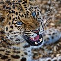 slides/_MG_7675.jpg wildlife, feline, big cat, cat, predator, fur, spot, amur, siberian, leopard, eye, fang WBCW42 - Amur Leopard